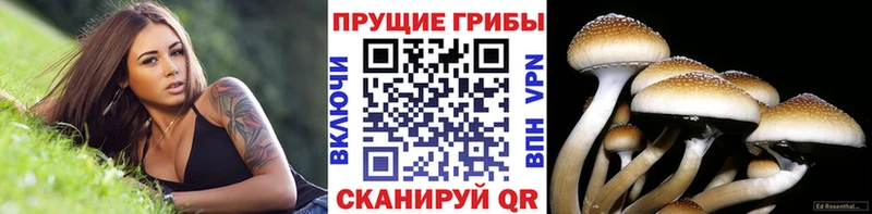Псилоцибиновые грибы Cubensis где купить наркоту площадка наркотические препараты Каменск-Уральский